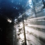 Navigating the challenging forest environment; Photo by Peter Gutierrez