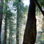 Trimble to establish a new forestry lab at UBC; Photo by Peter Gutierrez