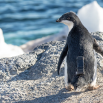 AdeliePenguin_credit_AnnieSchmidt